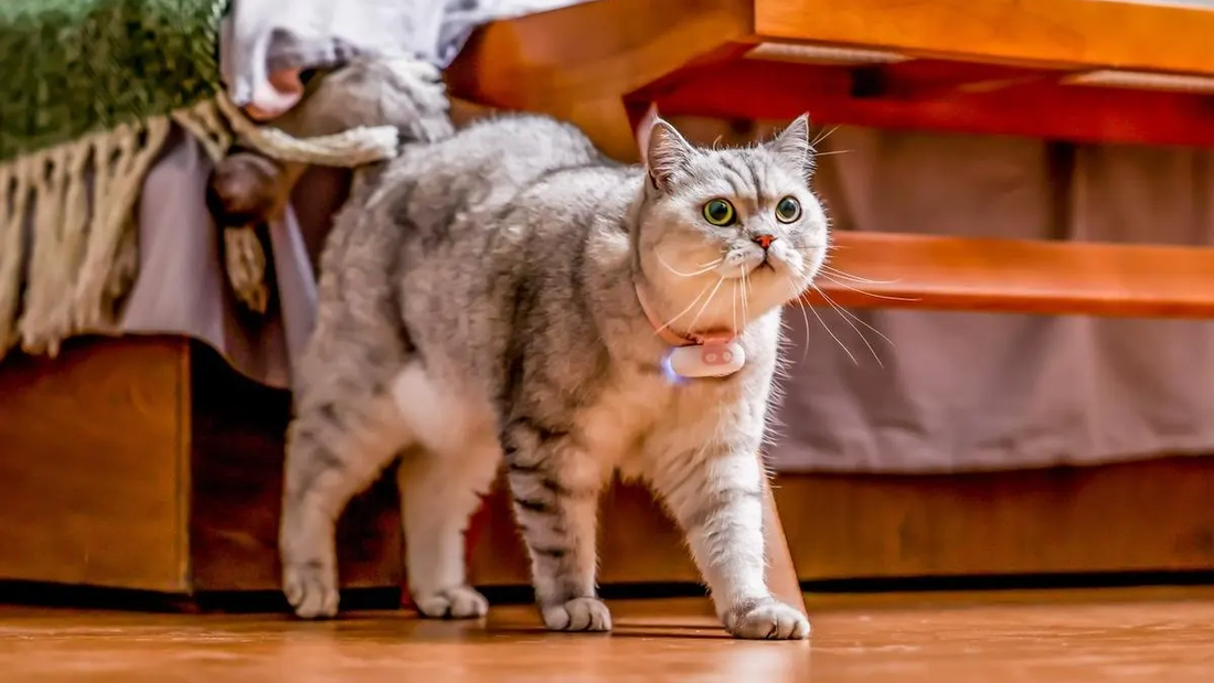 The Future of Pet Care: Can AI Help Humans Better Understand Their Pets?